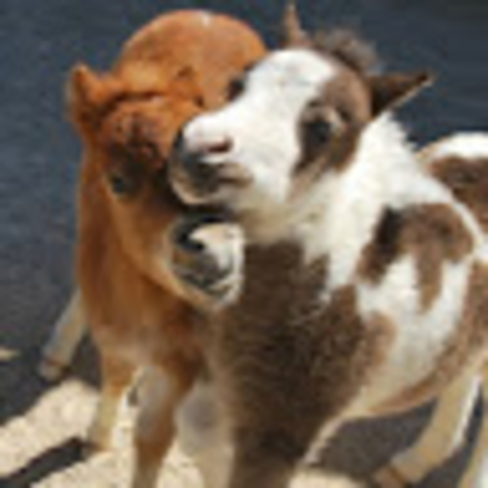 Meet your Posher, Ariana